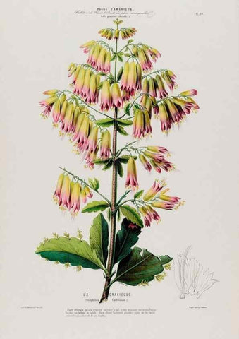 Reproducción/Reproduction 34566923131: Flore d'Amérique,. Paris,Gihaut[1843-1846]