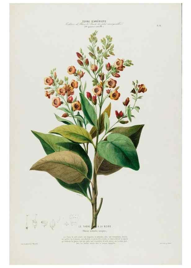 Reproducción/Reproduction 34566926421: Flore d'Amérique,. Paris,Gihaut[1843-1846]