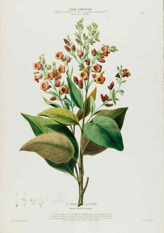 Reproducción/Reproduction 34566926421: Flore d'Amérique,. Paris,Gihaut[1843-1846]