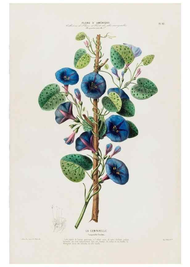 Reproducción/Reproduction 34566930331: Flore d'Amérique,. Paris,Gihaut[1843-1846]