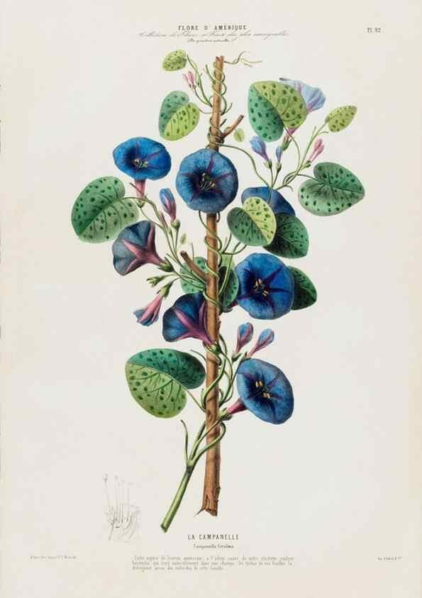 Reproducción/Reproduction 34566930331: Flore d'Amérique,. Paris,Gihaut[1843-1846]