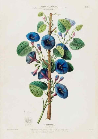 Reproducción/Reproduction 34566930331: Flore d'Amérique,. Paris,Gihaut[1843-1846]