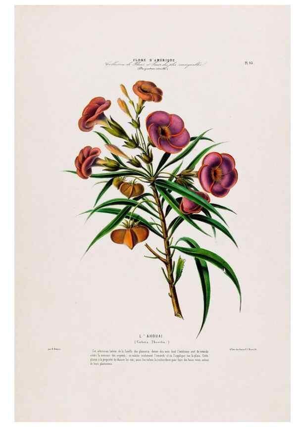 Reproducción/Reproduction 34566933101: Flore d'Amérique,. Paris,Gihaut[1843-1846]