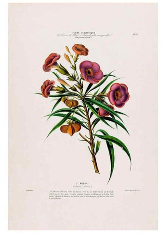 Reproducción/Reproduction 34566933101: Flore d'Amérique,. Paris,Gihaut[1843-1846]