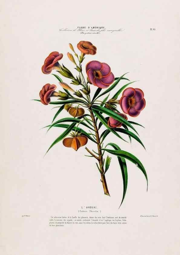 Reproducción/Reproduction 34566933101: Flore d'Amérique,. Paris,Gihaut[1843-1846]