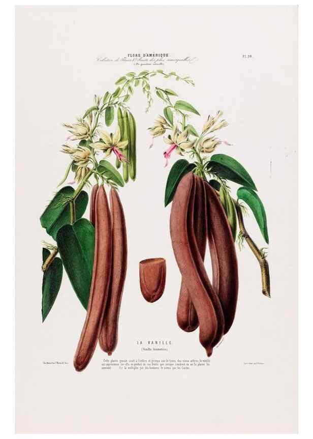 Reproducción/Reproduction 34566935851: Flore d'Amérique,. Paris,Gihaut[1843-1846]