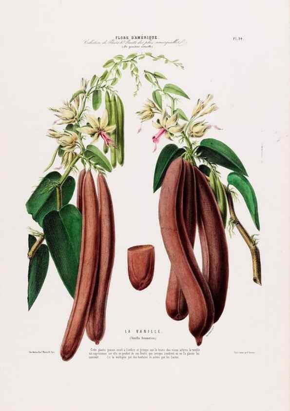 Reproducción/Reproduction 34566935851: Flore d'Amérique,. Paris,Gihaut[1843-1846]