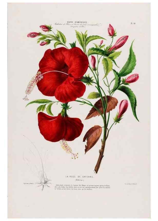 Reproducción/Reproduction 34566937451: Flore d'Amérique,. Paris,Gihaut[1843-1846]