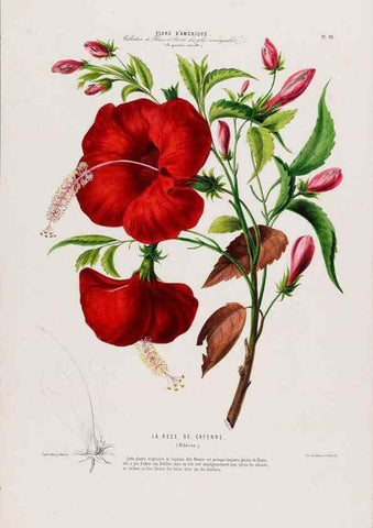 Reproducción/Reproduction 34566937451: Flore d'Amérique,. Paris,Gihaut[1843-1846]