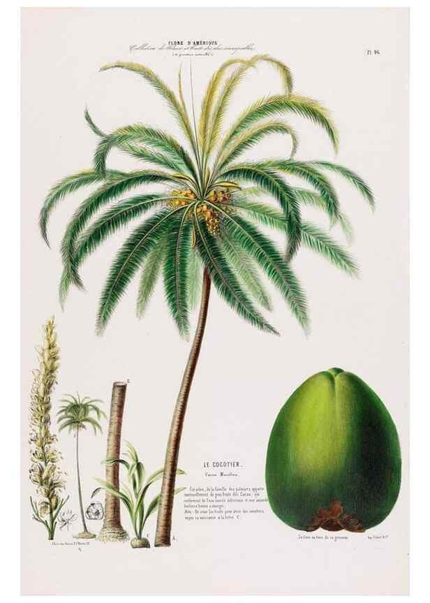 Reproducción/Reproduction 34566938761: Flore d'Amérique,. Paris,Gihaut[1843-1846]