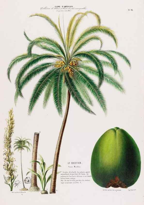 Reproducción/Reproduction 34566938761: Flore d'Amérique,. Paris,Gihaut[1843-1846]