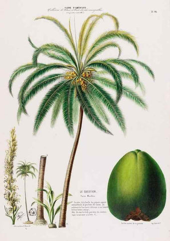 Reproducción/Reproduction 34566938761: Flore d'Amérique,. Paris,Gihaut[1843-1846]