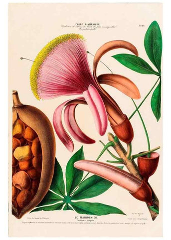 Reproducción/Reproduction 34657070516: Flore d'Amérique,. Paris,Gihaut[1843-1846]