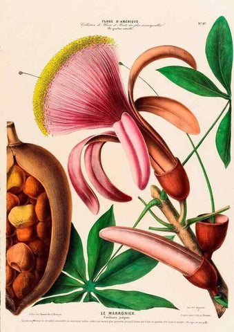Reproducción/Reproduction 34657070516: Flore d'Amérique,. Paris,Gihaut[1843-1846]