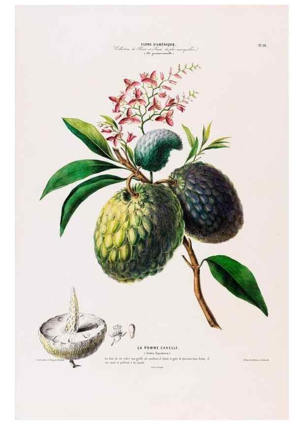 Reproducción/Reproduction 34657072206: Flore d'Amérique,. Paris,Gihaut[1843-1846]