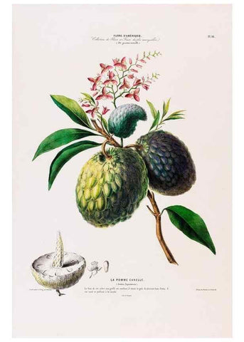 Reproducción/Reproduction 34657072206: Flore d'Amérique,. Paris,Gihaut[1843-1846]