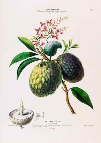 Reproducción/Reproduction 34657072206: Flore d'Amérique,. Paris,Gihaut[1843-1846]