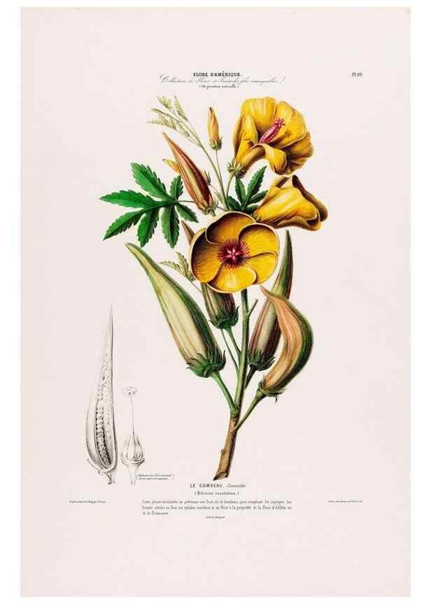 Reproducción/Reproduction 34657074636: Flore d'Amérique,. Paris,Gihaut[1843-1846]