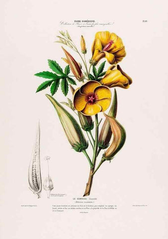 Reproducción/Reproduction 34657074636: Flore d'Amérique,. Paris,Gihaut[1843-1846]