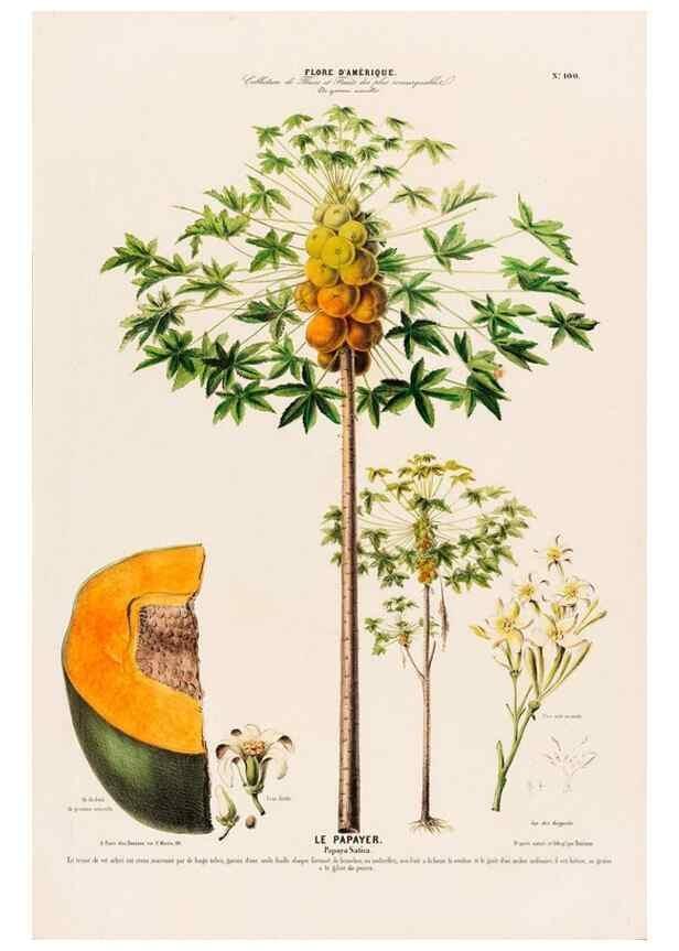Reproducción/Reproduction 33855135534: Flore d'Amérique,. Paris,Gihaut[1843-1846]