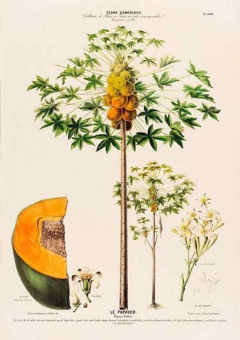 Reproducción/Reproduction 33855135534: Flore d'Amérique,. Paris,Gihaut[1843-1846]