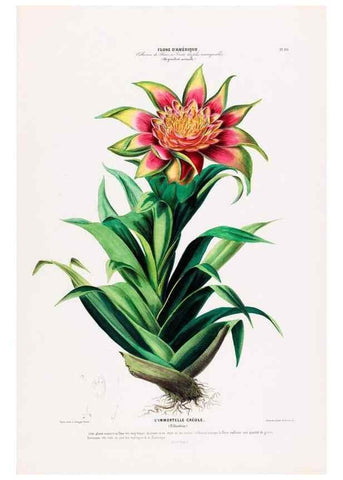 Reproducción/Reproduction 33855139124: Flore d'Amérique,. Paris,Gihaut[1843-1846]