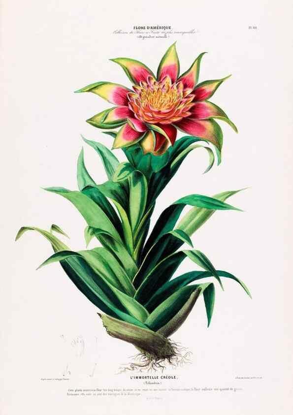Reproducción/Reproduction 33855139124: Flore d'Amérique,. Paris,Gihaut[1843-1846]