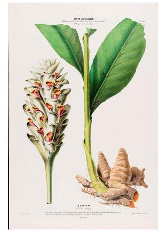 Reproducción/Reproduction 33855141824: Flore d'Amérique,. Paris,Gihaut[1843-1846]