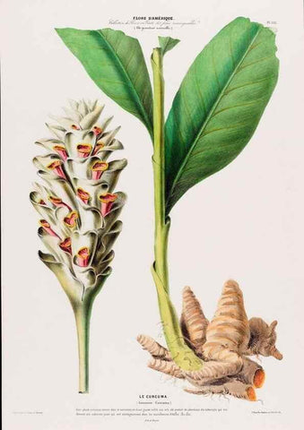 Reproducción/Reproduction 33855141824: Flore d'Amérique,. Paris,Gihaut[1843-1846]