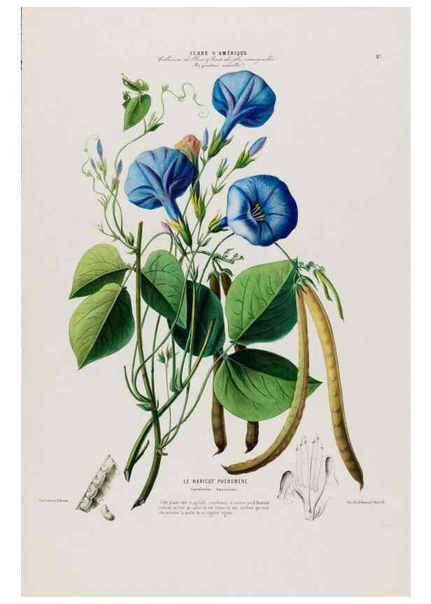 Reproducción/Reproduction 34697350165: Flore d'Amérique,. Paris,Gihaut[1843-1846]