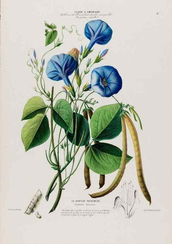 Reproducción/Reproduction 34697350165: Flore d'Amérique,. Paris,Gihaut[1843-1846]