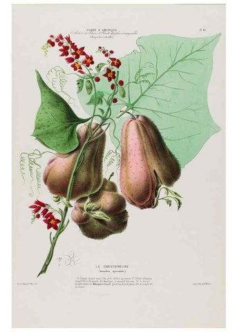Reproducción/Reproduction 34697347565: Flore d'Amérique,. Paris,Gihaut[1843-1846]