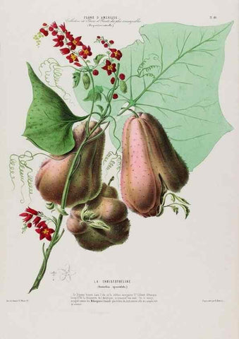 Reproducción/Reproduction 34697347565: Flore d'Amérique,. Paris,Gihaut[1843-1846]