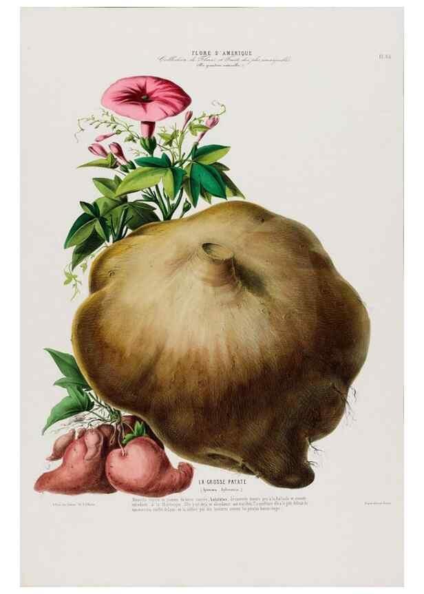 Reproducción/Reproduction 33855094774: Flore d'Amérique,. Paris,Gihaut[1843-1846]