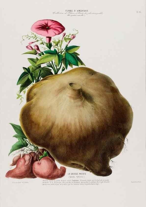 Reproducción/Reproduction 33855094774: Flore d'Amérique,. Paris,Gihaut[1843-1846]