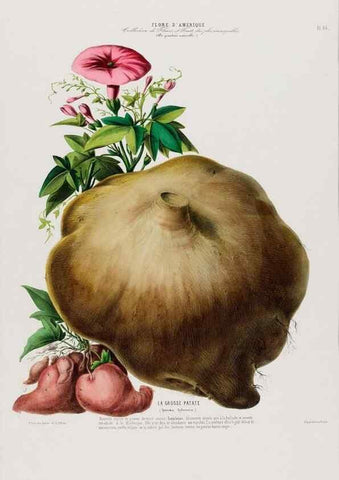 Reproducción/Reproduction 33855094774: Flore d'Amérique,. Paris,Gihaut[1843-1846]