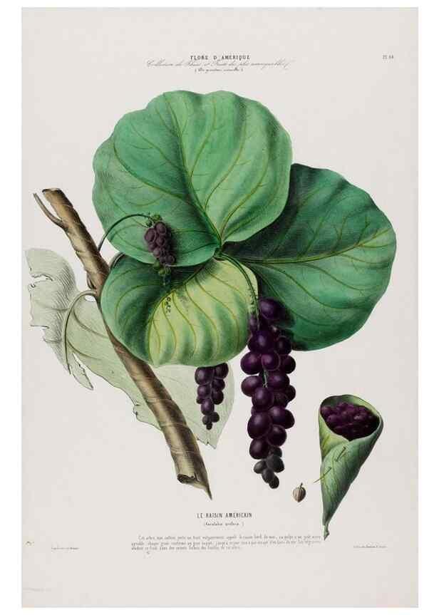 Reproducción/Reproduction 34566900031: Flore d'Amérique,. Paris,Gihaut[1843-1846]