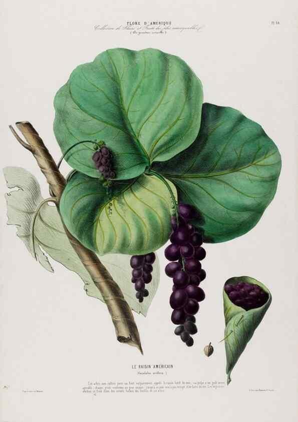 Reproducción/Reproduction 34566900031: Flore d'Amérique,. Paris,Gihaut[1843-1846]