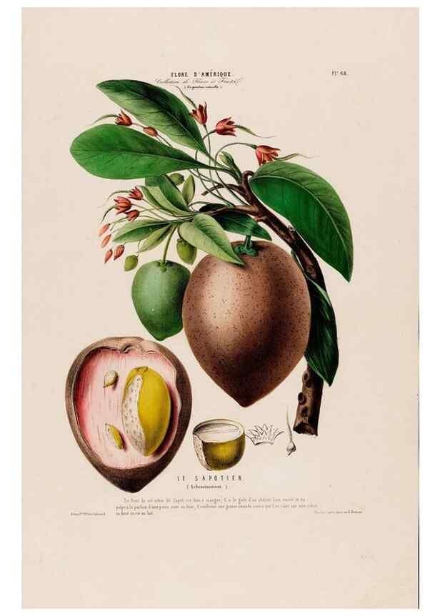 Reproducción/Reproduction 34697296705: Flore d'Amérique,. Paris,Gihaut[1843-1846]