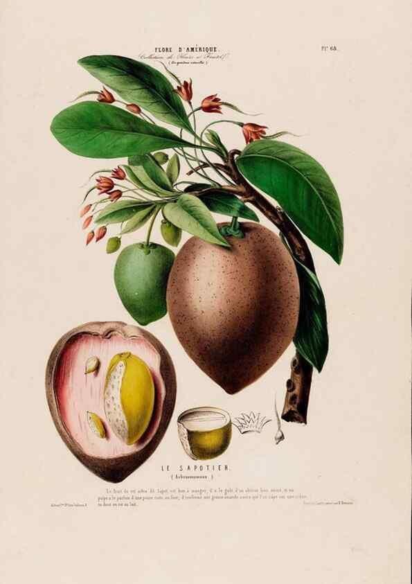Reproducción/Reproduction 34697296705: Flore d'Amérique,. Paris,Gihaut[1843-1846]