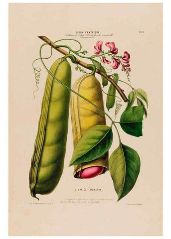 Reproducción/Reproduction 34697300915: Flore d'Amérique,. Paris,Gihaut[1843-1846]
