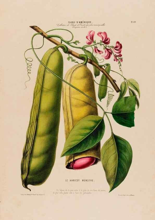 Reproducción/Reproduction 34697300915: Flore d'Amérique,. Paris,Gihaut[1843-1846]
