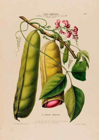 Reproducción/Reproduction 34697300915: Flore d'Amérique,. Paris,Gihaut[1843-1846]