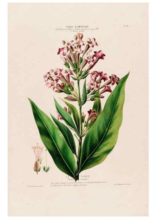 Reproducción/Reproduction 34697304485: Flore d'Amérique,. Paris,Gihaut[1843-1846]