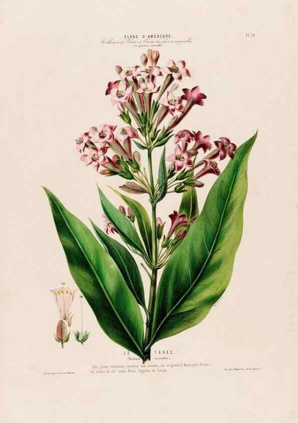 Reproducción/Reproduction 34697304485: Flore d'Amérique,. Paris,Gihaut[1843-1846]