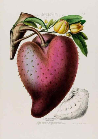 Reproducción/Reproduction 34697307605: Flore d'Amérique,. Paris,Gihaut[1843-1846]