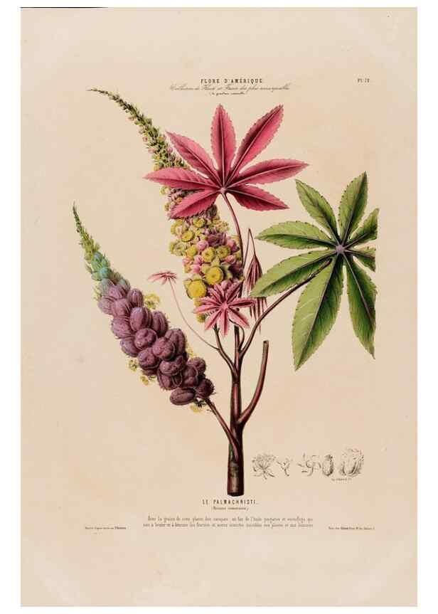 Reproducción/Reproduction 33887546463: Flore d'Amérique,. Paris,Gihaut[1843-1846]