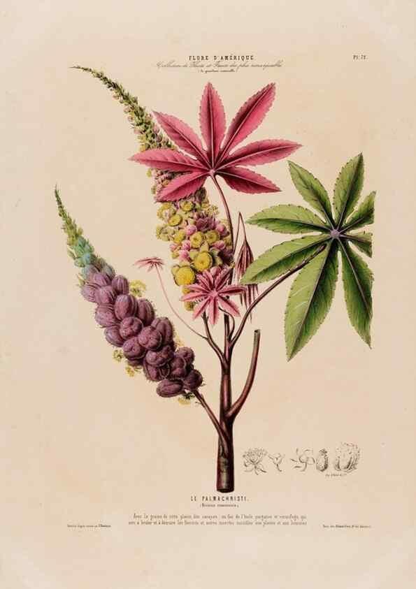Reproducción/Reproduction 33887546463: Flore d'Amérique,. Paris,Gihaut[1843-1846]