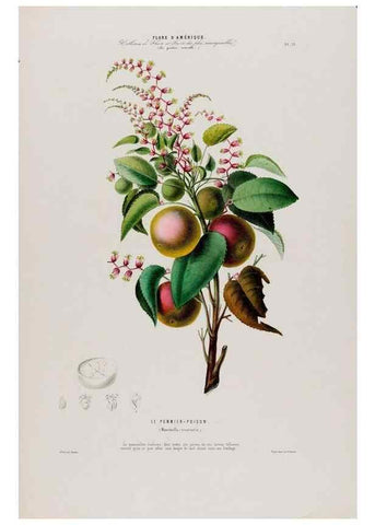 Reproducción/Reproduction 33887548883: Flore d'Amérique,. Paris,Gihaut[1843-1846]