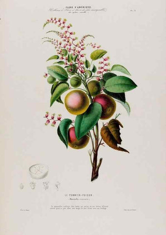 Reproducción/Reproduction 33887548883: Flore d'Amérique,. Paris,Gihaut[1843-1846]